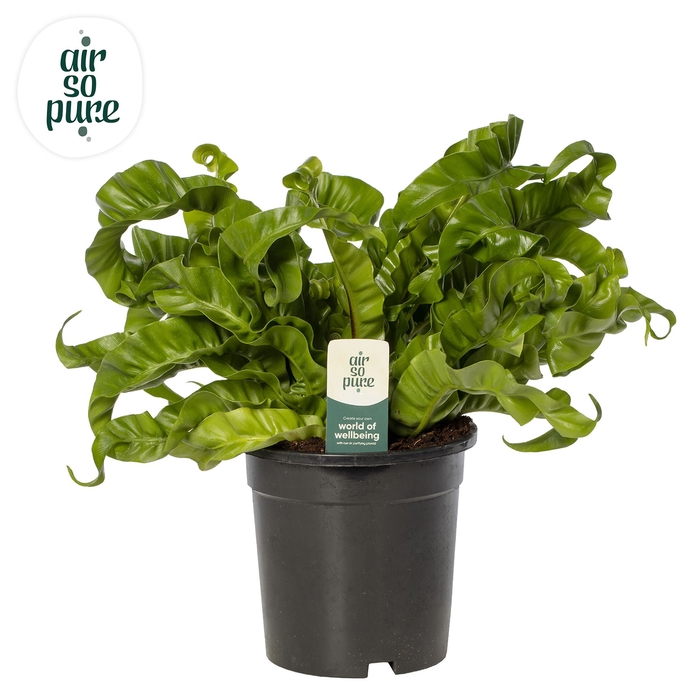 <h4>Asplenium antiquum 'Hurricane'</h4>