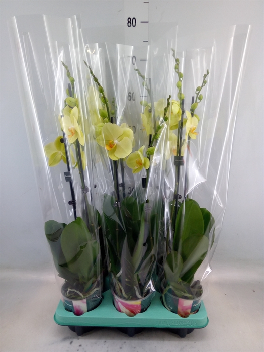 <h4>Phalaenopsis   ...</h4>