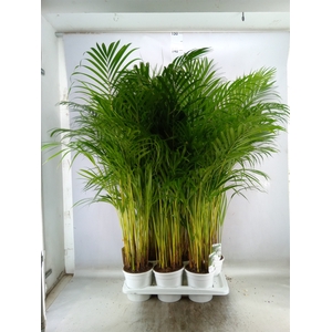 Dypsis lutescens   ...Chrysalidoca
