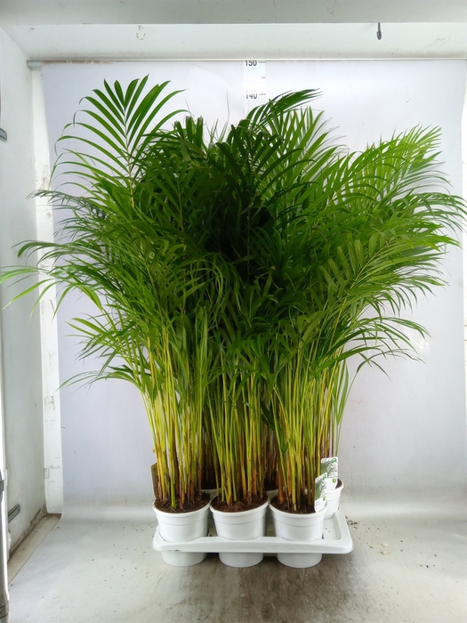 <h4>Dypsis lutescens   ...Chrysalidoca</h4>