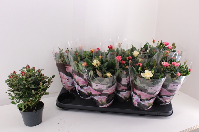 <h4>RO VICTORY GEM</h4>