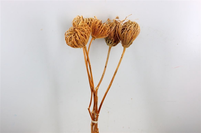 Dried Ammi Majus Natural Large P Stem