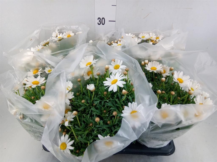 <h4>Argyranthemum   ...</h4>