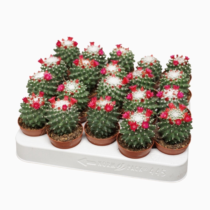 <h4>Mammillaria polythele 'Toluca'</h4>