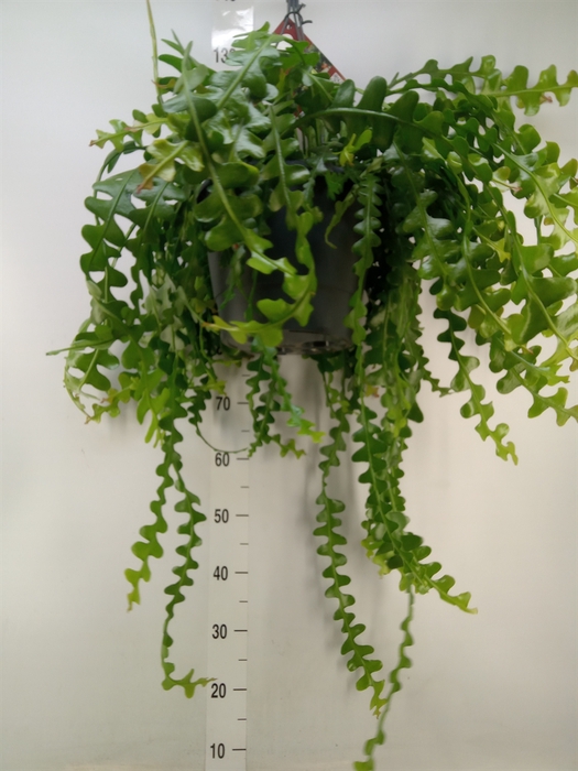 <h4>Epiphyllum anguliger</h4>