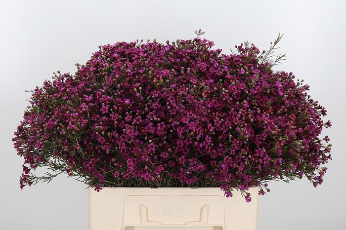 <h4>Chame Un Jupiter</h4>