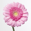 Gerbera MI 'Kimsey'