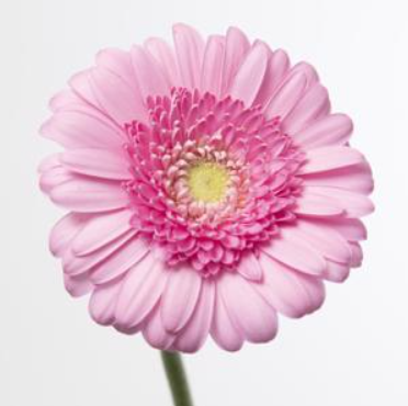 <h4>Gerbera MI Kimsey</h4>