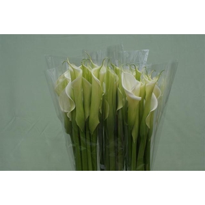 Zantedeschia ae innocence