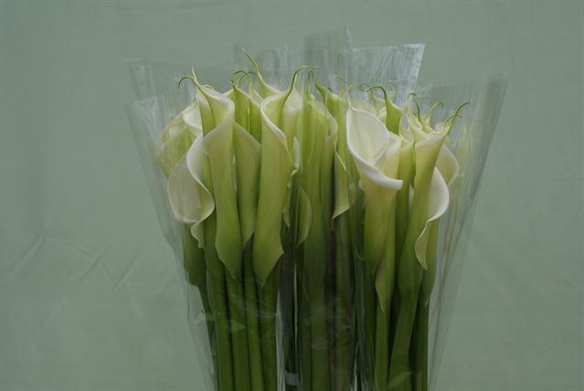 <h4>Zantedeschia ae innocence</h4>