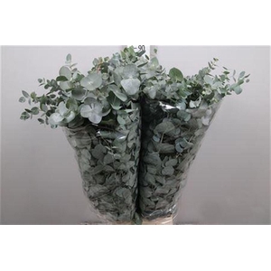 Euc Cinerea Per Bunch