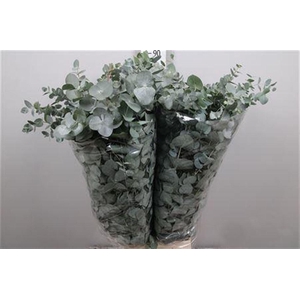 Euca Cinerea Per Bunch 400 Gram S U
