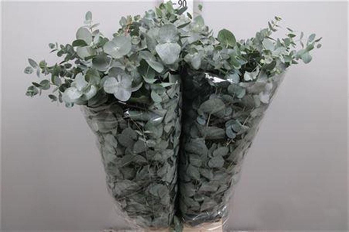 <h4>Euc Cinerea Per Bunch</h4>