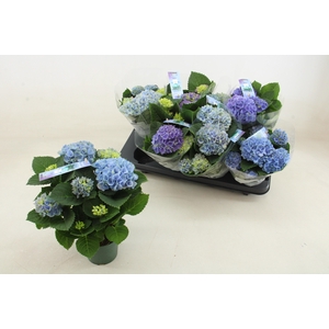 HYDR M MAG REVOLUTIO