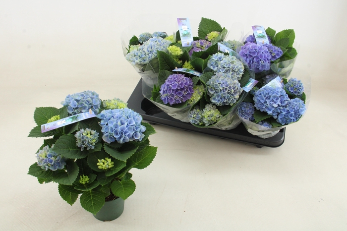 <h4>HYDR M MAG REVOLUTIO</h4>