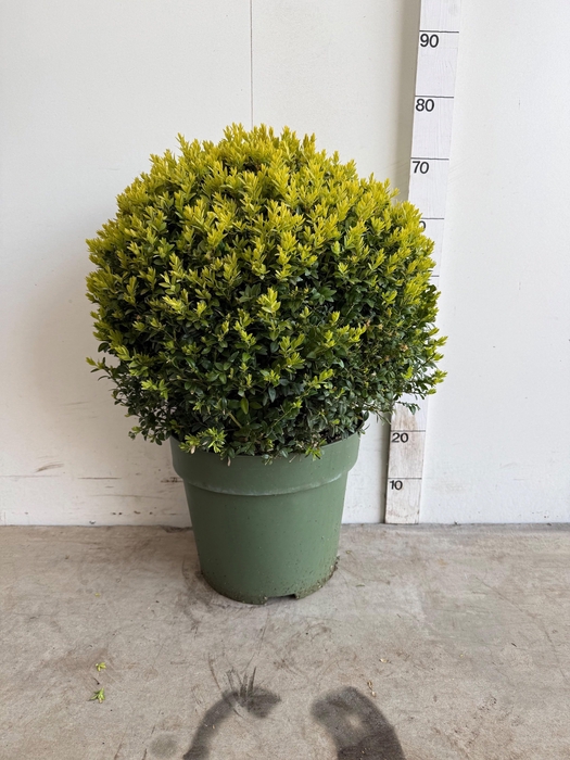 arr8 Buxu Sempervirens