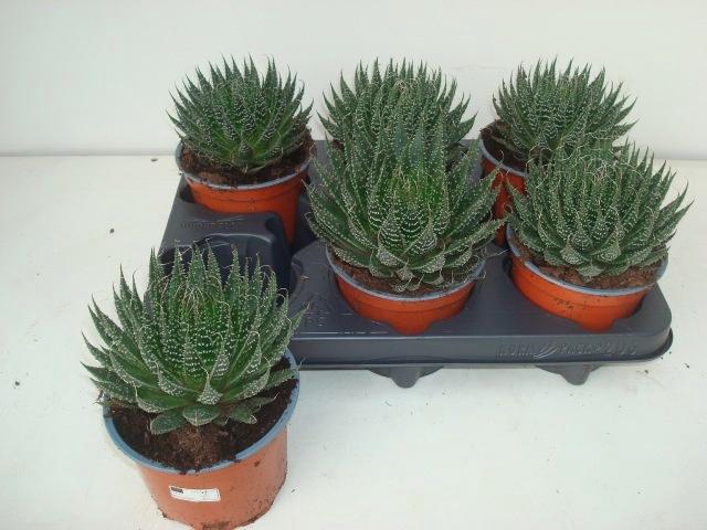 <h4>ALOE ARISTATA</h4>