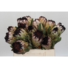 Protea Niobe