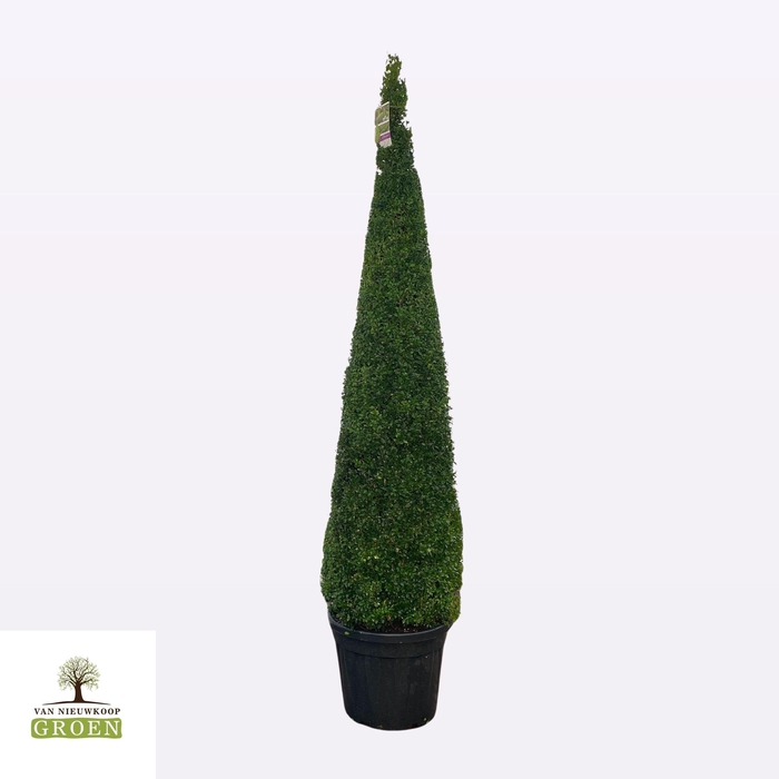 <h4>Buxus sempervirens Piramide 180-200</h4>