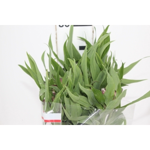 ALSTROEMERIA FLORENTINA 080 CM