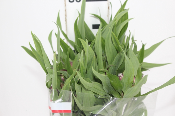 ALSTROEMERIA FLORENTINA 080 CM