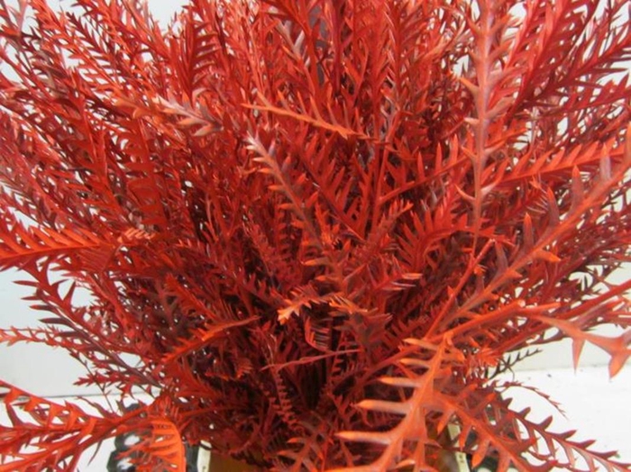 <h4>Ivanhoe Rood</h4>