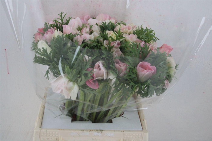 <h4>Anem Mistral Super Rosa Chiaro</h4>