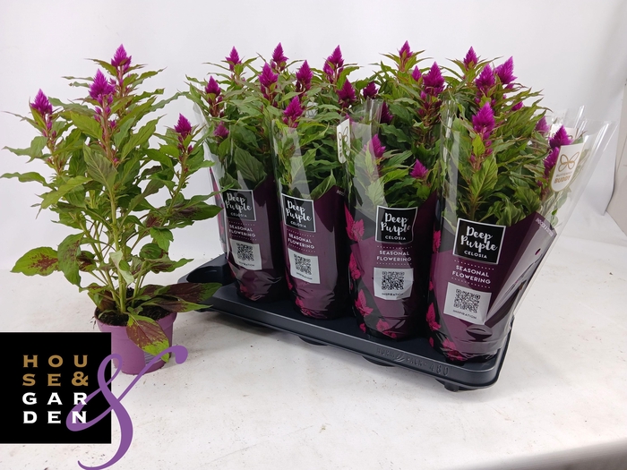 <h4>CEL DEEP PURPLE</h4>