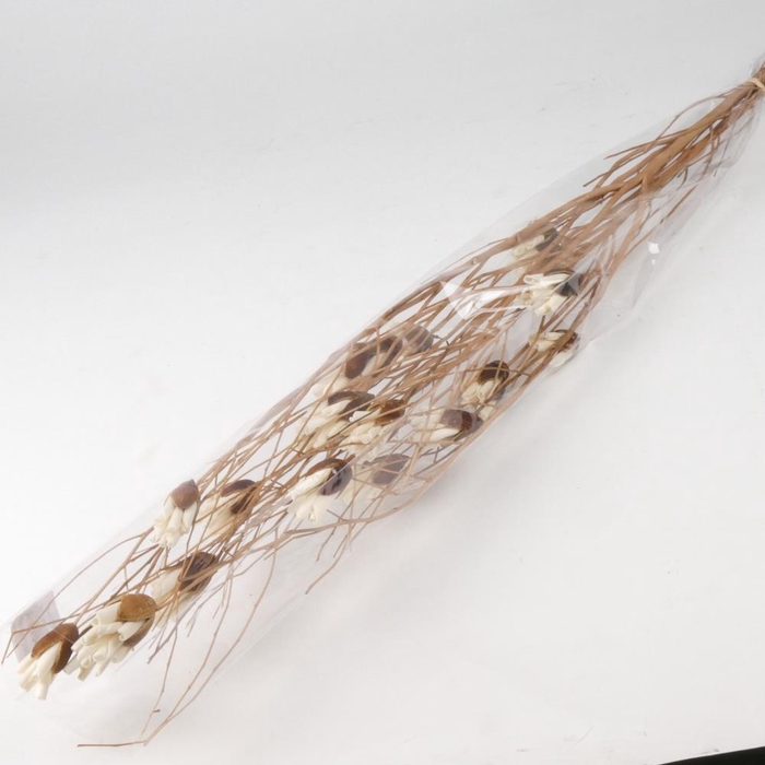 <h4>DF Flower Twig Bakuli Shola LB</h4>