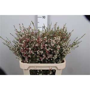 Chame Un My Sweet 16