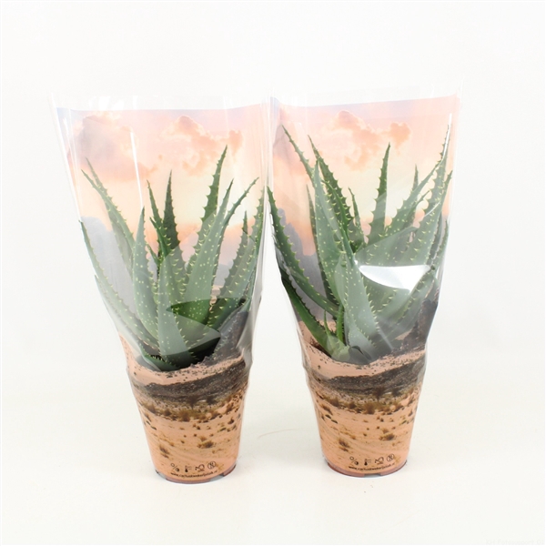 <h4>Aloe Arborescens in Desert Hoes</h4>