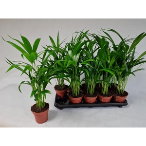 DYPSIS LUTESCENS