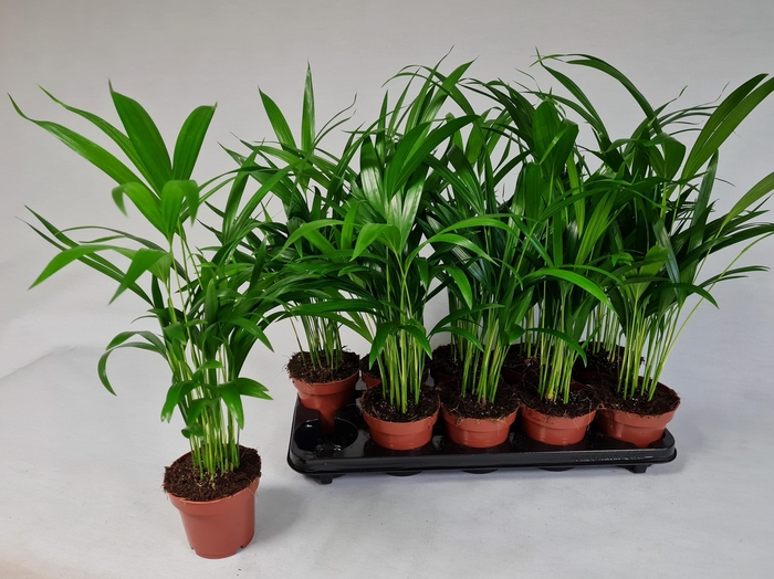 <h4>DYPSIS LUTESCENS</h4>