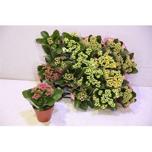 arr8 Kal Ge Gem 5 Kl