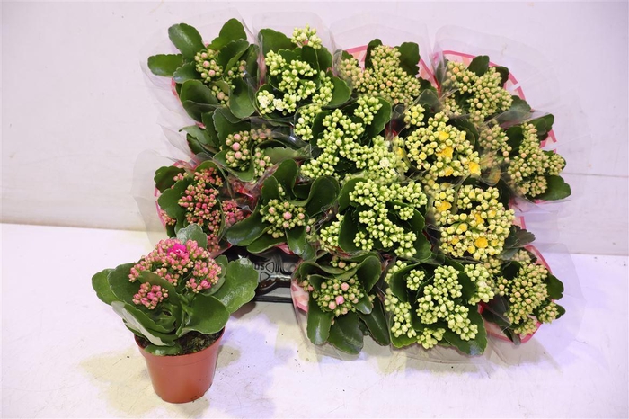 <h4>arr8 Kal Ge Gem 5 Kl</h4>