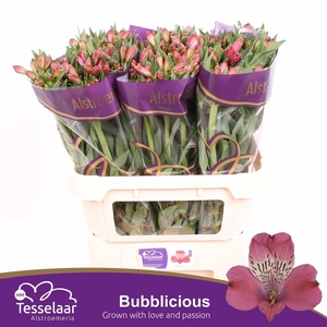 Alstroemeria Bubblicious
