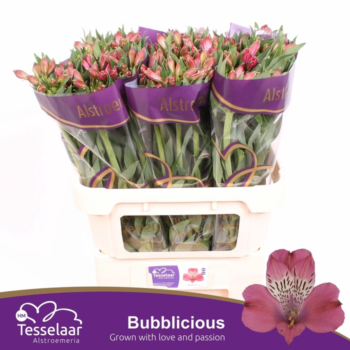 <h4>Alstroemeria Bubblicious</h4>