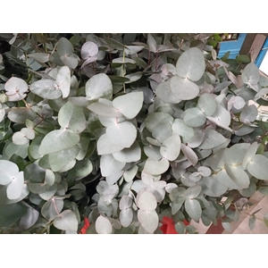 Greens - Eucalyptus Cin (GOVENDER)