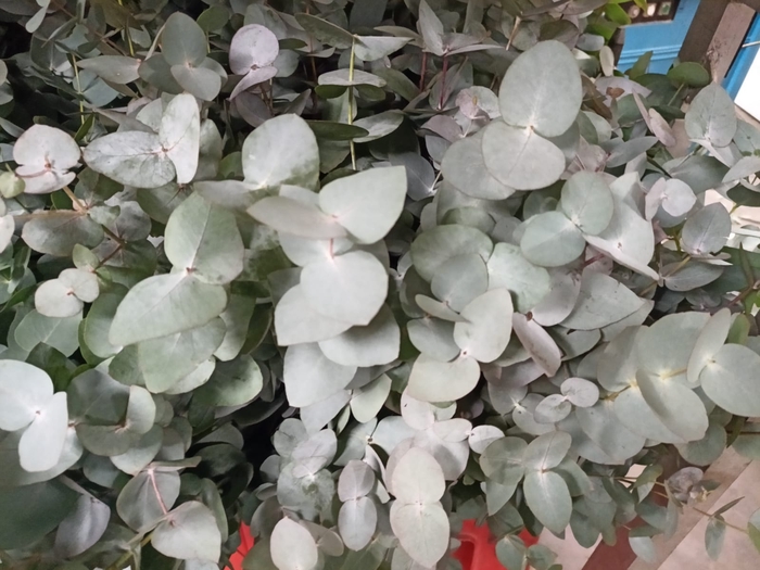<h4>Greens - Eucalyptus Cin (GOVENDER)</h4>