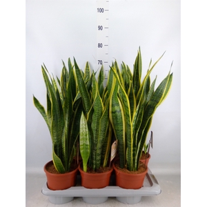 Sansevieria trifa. 'Laurentii'