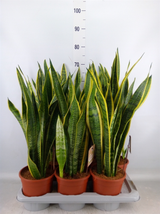 <h4>Sansevieria trifa. 'Laurentii'</h4>