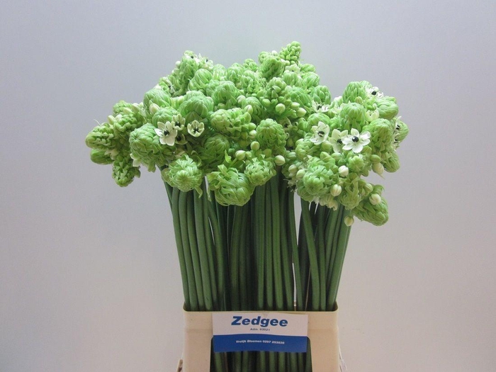 <h4>Ornithogalum Saundersiae</h4>