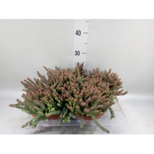 Crassula marnieriana
