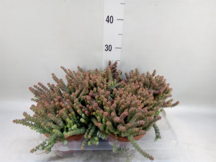 <h4>Crassula marnieriana</h4>
