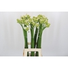 Ornithogalum Saundersiae
