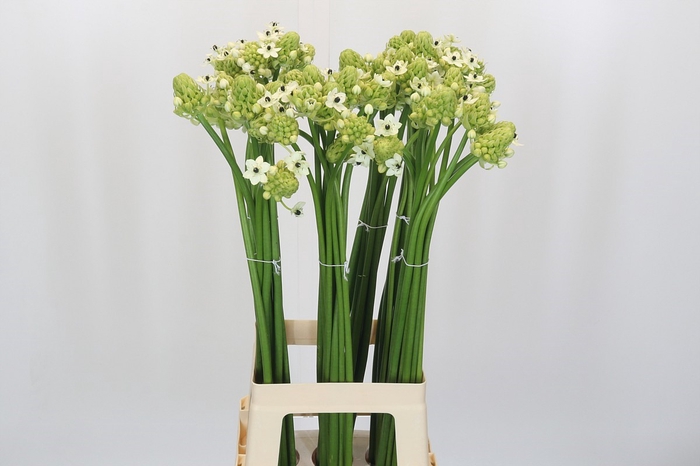 <h4>Ornithogalum Saundersiae</h4>