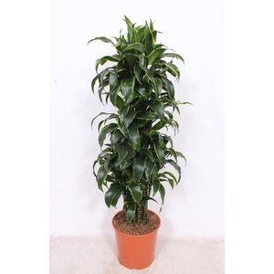 Dracaena Dorado