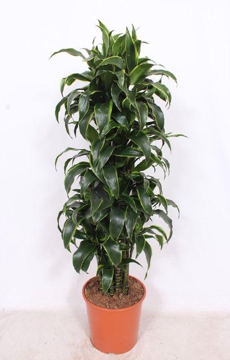 <h4>Dracaena Dorado</h4>