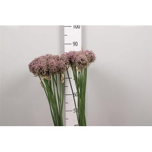Allium Hairy Friend