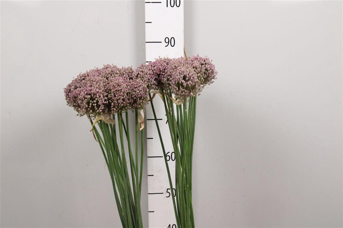<h4>Allium Hairy Friend</h4>
